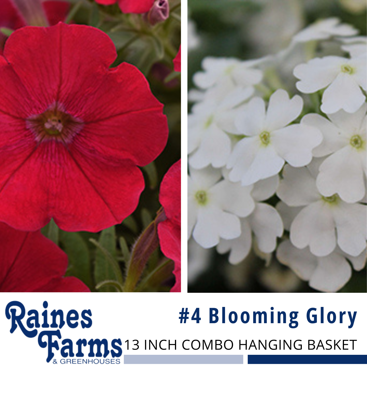 #4: Blooming Glory 13 Inch Combo Hanging Basket